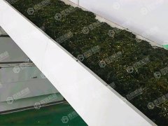 構樹葉烘干現(xiàn)場